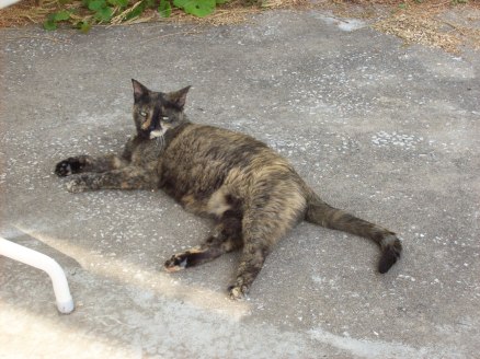 Even this one, fat and mouthy as she is. 