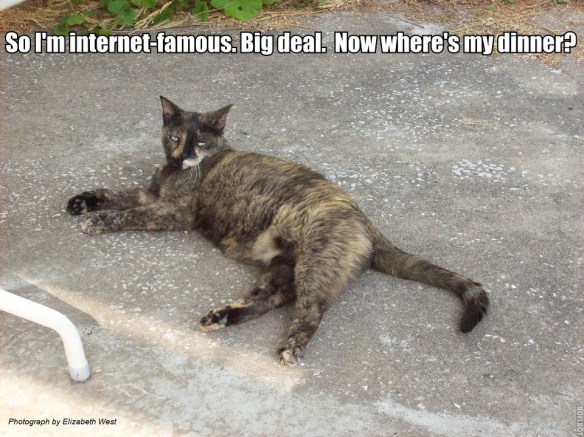 PatioCat INternet famous