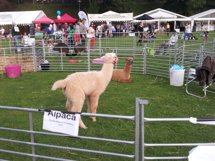 Right after I took this picture, baby alpaca dropped a load. 