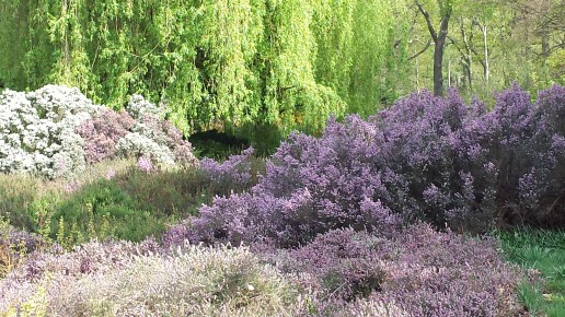 Purple azaleas - heather Isabella