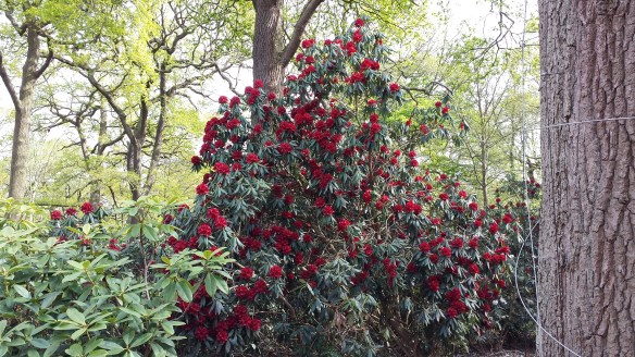 Rhododendrons red Isabella
