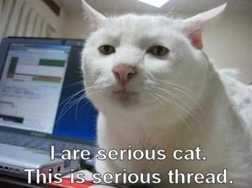 Serious cat