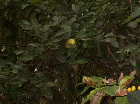 Danger, Will Robinson!  Rogue lemons in Biome Three!