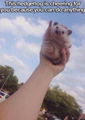 Hedgehog cheering for you