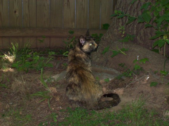 PIg distracted from the squirrels