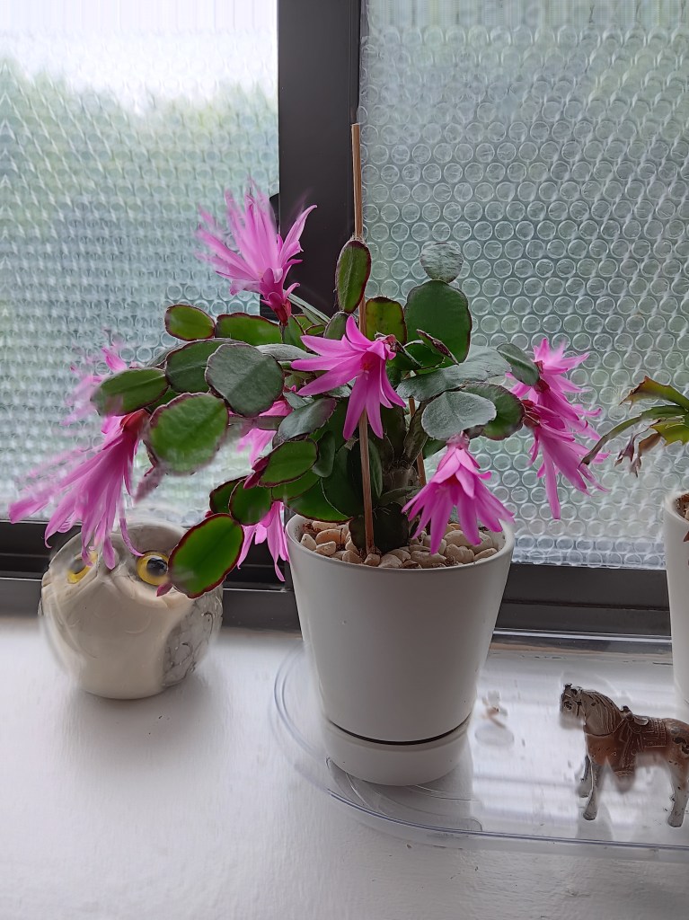 A round-leafed cactus with bell-shaped pink flowers sits on a wide windowsill next to a window covered in bubble wrap to retain heat. Next to it is a round carved stone owl with yellow eyes and a tiny metal toy horse.